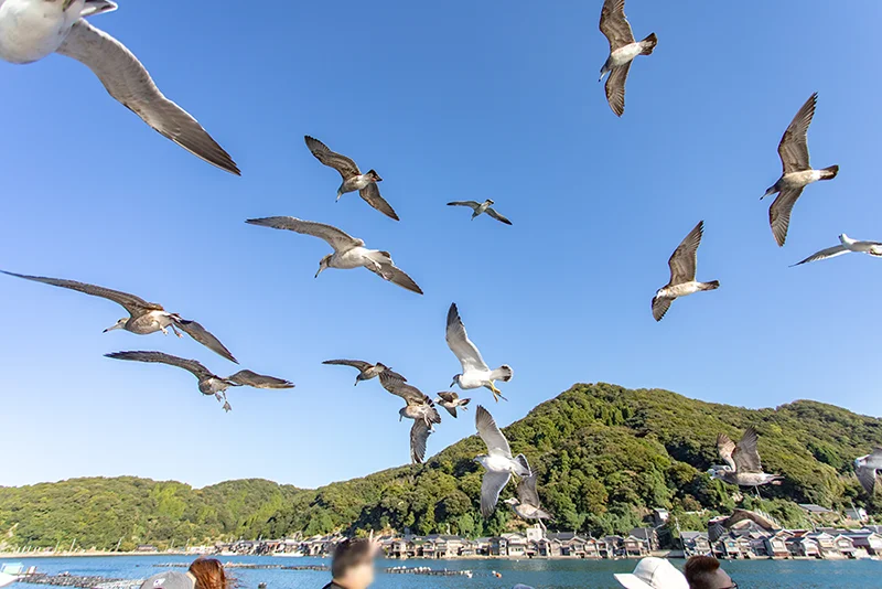 伊根湾めぐり遊覧船